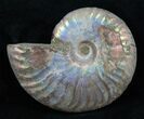 Silver Iridescent Ammonite - Madagascar #13697-1